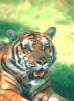 Picture of a Tiger